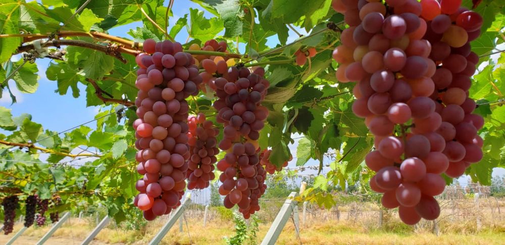 Abrafrutas e Embrapa lançam uva brasileira com sabor de frutas vermelhas para plantio no Vale do São Francisco